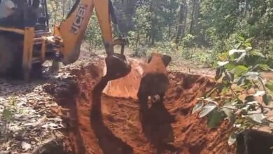 छत्तीसगढ़राज्य हाथी शावक की जान बची: समय पर रेस्क्यू से टली बड़ी अनहोनी