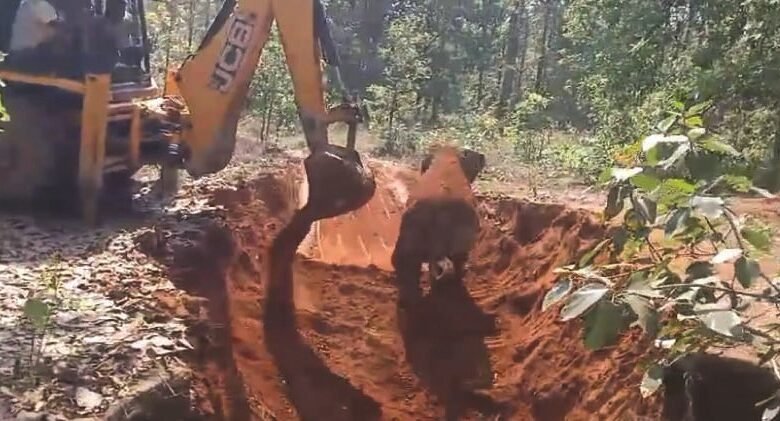 छत्तीसगढ़राज्य हाथी शावक की जान बची: समय पर रेस्क्यू से टली बड़ी अनहोनी