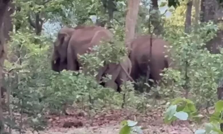 छत्तीसगढ़ के शिमला में हाथियों की एंट्री, ग्रामीणों को सतर्क रहने की चेतावनी