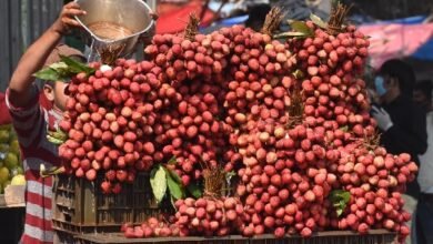 क़तर के लिए पठानकोट से गुलाब की खुशबू वाली लीची की पहली खेप रवाना क़तर के लिए पठानकोट से गुलाब की खुशबू वाली लीची की पहली खेप रवाना