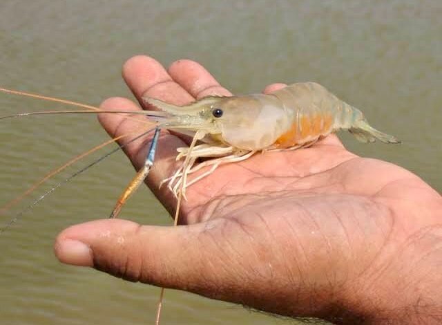 झींगा पालन में नया अध्याय लिख रहा है सुकमा जिला झींगा पालन में नया अध्याय लिख रहा है सुकमा जिला