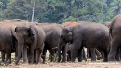 सरगुजा के बतौली में हाथियों का आतंक, कई घरों को गिराए, दहशत में ग्रामीण
