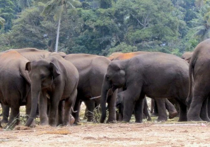 सरगुजा के बतौली में हाथियों का आतंक, कई घरों को गिराए, दहशत में ग्रामीण