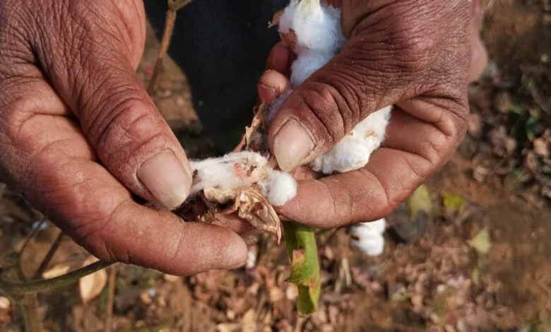 सरकार ने कपास आयात पर 30 सितंबर 2025 तक सीमा शुल्क में छूट दी