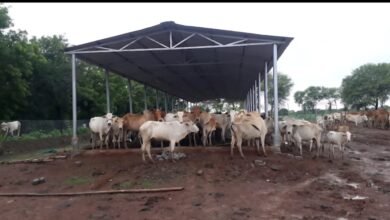 छत्तीसगढ़ में ‘गौधाम योजना’ की शुरुआत – पशुधन सुरक्षा, नस्ल सुधार और ग्रामीण अर्थव्यवस्था को मिलेगा संबल