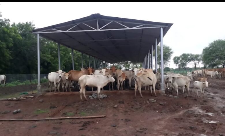 छत्तीसगढ़ में ‘गौधाम योजना’ की शुरुआत – पशुधन सुरक्षा, नस्ल सुधार और ग्रामीण अर्थव्यवस्था को मिलेगा संबल छत्तीसगढ़ में ‘गौधाम योजना’ की शुरुआत – पशुधन सुरक्षा, नस्ल सुधार और ग्रामीण अर्थव्यवस्था को मिलेगा संबल