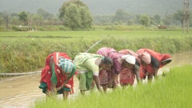 समय पर मिला खाद, खिल उठी उम्मीदें, संतोष की मेहनत में भरेंगे रंग