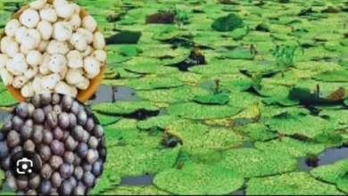 धान के कटोरे से सुपर फूड की ओर : मखाना की खेती बनी महिलाओं के लिए समृद्धि की आधार