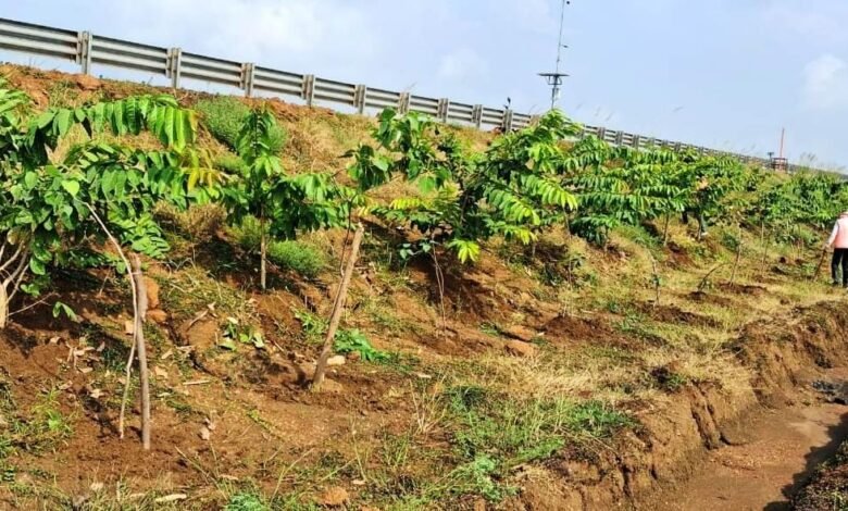 ‘एक पेड़ माँ के नाम 2.0’ अभियान के तहत सड़कों के किनारे और डिवाइडर्स पर पौधरोपण ‘एक पेड़ माँ के नाम 2.0’ अभियान के तहत सड़कों के किनारे और डिवाइडर्स पर पौधरोपण