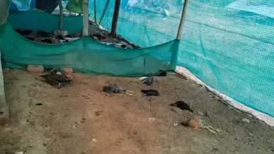 अज्ञात व्यक्ति ने पोल्ट्रीफार्म में घुसकर मुर्गियों-बतखों को मारा अज्ञात व्यक्ति ने पोल्ट्रीफार्म में घुसकर मुर्गियों-बतखों को मारा