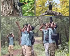 राष्ट्रीय पक्षी पहाड़ी मैना के संरक्षण-संवर्धन से राष्ट्रीय उद्यान में 600 से अधिक मैना दिखे