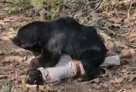 ग्रामीण व वनकर्मी की बाईक को भालू ने किया क्षतिग्रस्त