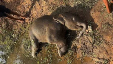 दर्दनाक हादसा : हाथी शावक की तालाब में डूबने से मौत