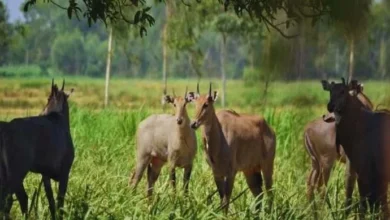 किसान भाई-बहनों को बड़ी सौगात : जंगली जानवरों से फसल नुकसान को ‘स्थानीयकृत जोखिम’ के रूप में मान्यता