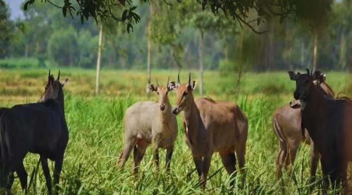 किसान भाई-बहनों को बड़ी सौगात : जंगली जानवरों से फसल नुकसान को ‘स्थानीयकृत जोखिम’ के रूप में मान्यता