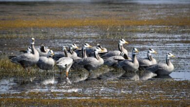 वन एवं जलवायु परिवर्तन मंत्री श्री केदार कश्यप ने प्रदेशवासियों को दी बधाई