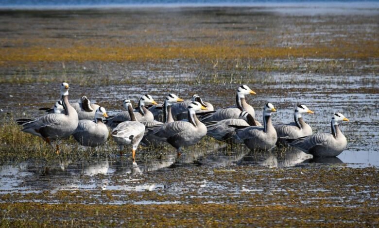 वन एवं जलवायु परिवर्तन मंत्री श्री केदार कश्यप ने प्रदेशवासियों को दी बधाई