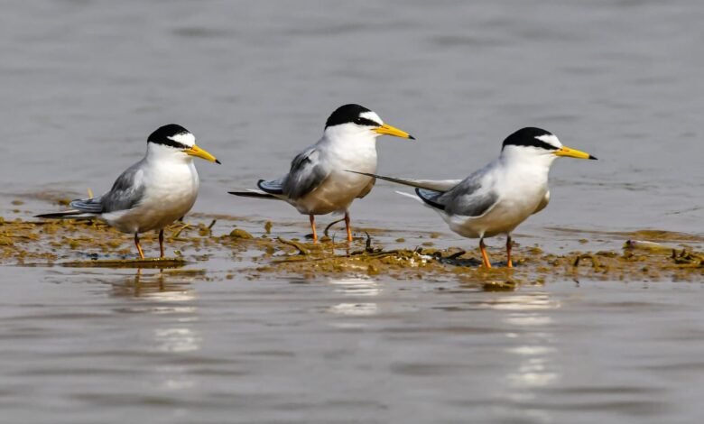 कोपरा जलाशय को राज्य का पहला रामसर साइट घोषित किया जाना छत्तीसगढ़ के लिए गर्व का क्षण: मुख्यमंत्री श्री विष्णु देव साय