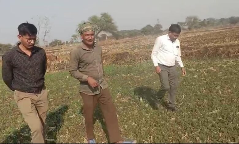 धान से हटकर समृद्धि की राह: जेवरा के किसान दिलीप सिन्हा ने दलहन-तिलहन से कमाए 25 लाख रुपये