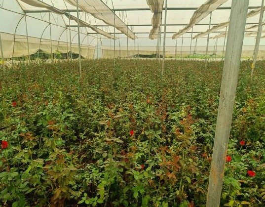 खेतों में अब सिर्फ धान नहीं, खुशबू भी उग रही है खेतों में अब सिर्फ धान नहीं, खुशबू भी उग रही है