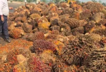 बड़ा निर्णय : ऑयल पाम की खेती पर अनुदान के अतिरिक्त मिलेगी टॉपअप बड़ा निर्णय : ऑयल पाम की खेती पर अनुदान के अतिरिक्त मिलेगी टॉपअप