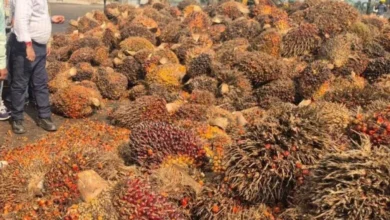 बड़ा निर्णय : ऑयल पाम की खेती पर अनुदान के अतिरिक्त मिलेगी टॉपअप