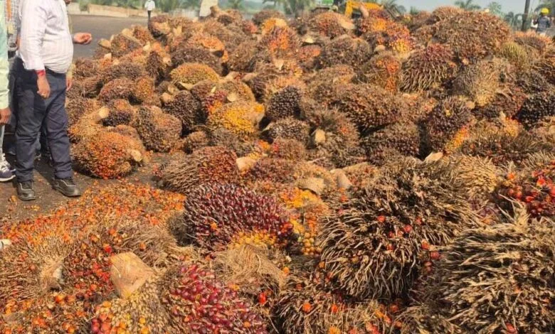 बड़ा निर्णय : ऑयल पाम की खेती पर अनुदान के अतिरिक्त मिलेगी टॉपअप बड़ा निर्णय : ऑयल पाम की खेती पर अनुदान के अतिरिक्त मिलेगी टॉपअप